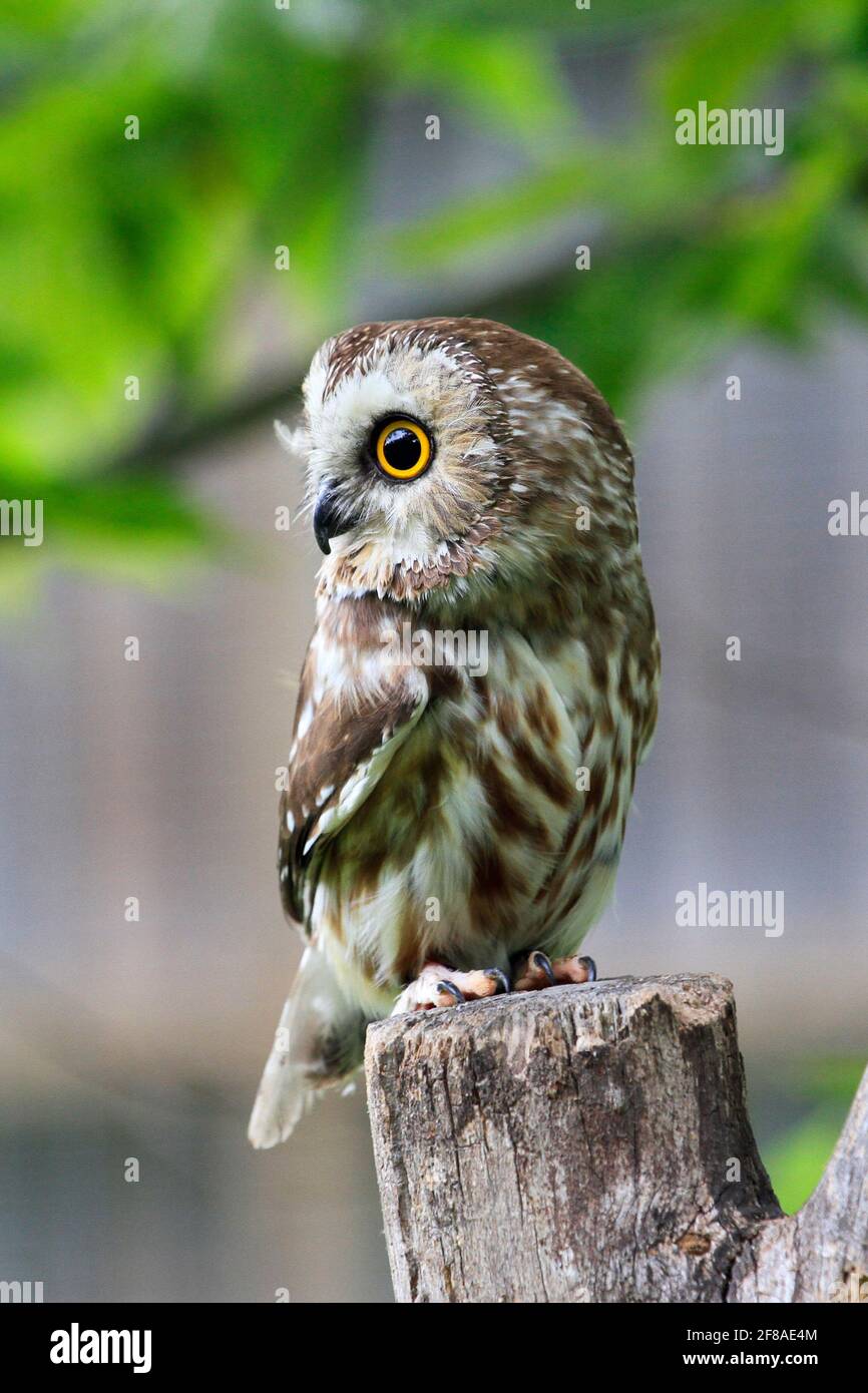 Close-up of Small Saw Whet Owl Perched on Branch Looking to the Left Stock Photo