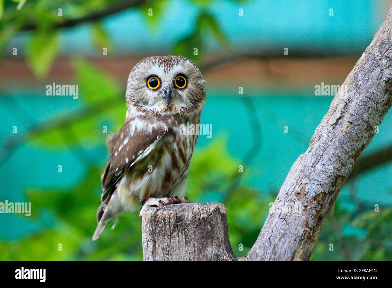 Close-up of Saw Whet Owl Perched on Branch with Teal Green Background Stock Photo