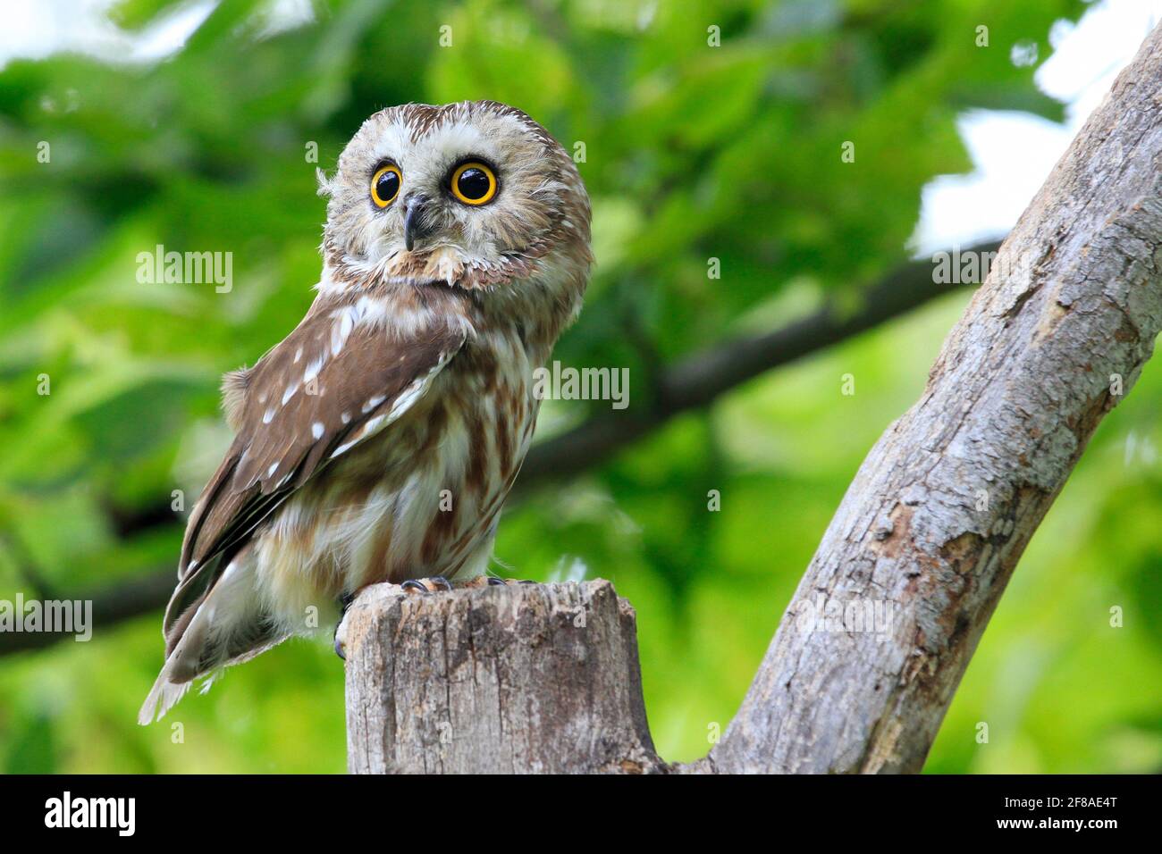 Close-up of Saw Whet Owl Perched on Branch with Green Background Stock Photo