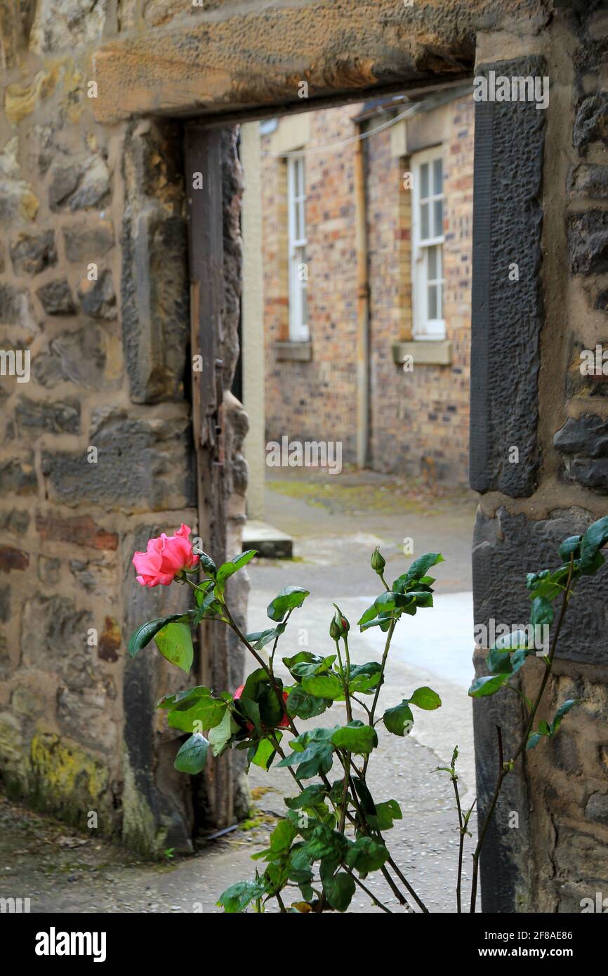 Pink Rose against Doorway and Brick Walls of Edinburgh, Scotland Stock Photo