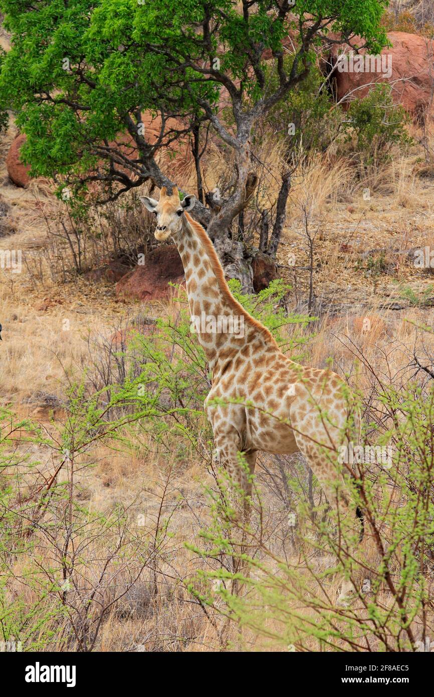 Safari south africa giraffe hi-res stock photography and images - Alamy