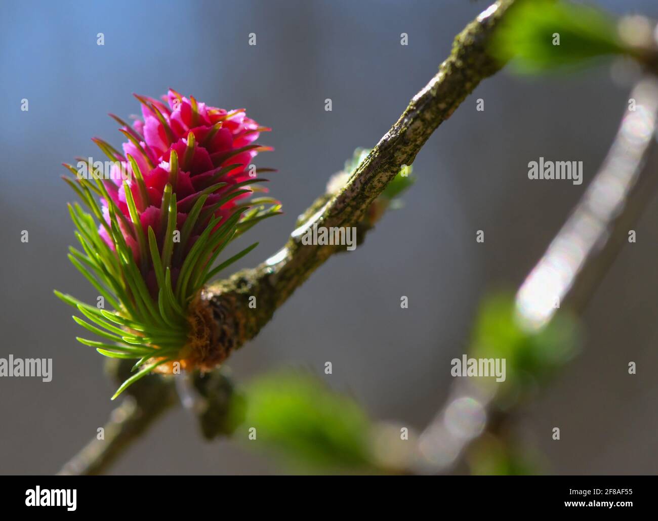 Sieversdorf, Germany. 11th Apr, 2021. A female flower is seen on a branch of a larch. The larch is monoecious, which means that male and female flowers occur on one individual. Credit: Patrick Pleul/dpa-Zentralbild/ZB/dpa/Alamy Live News Stock Photo