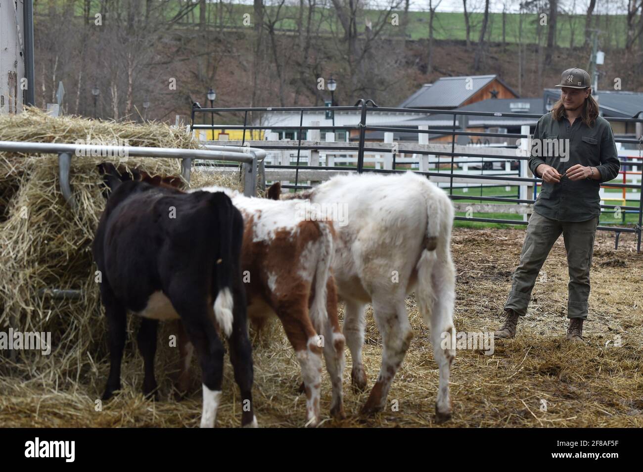 A farmer looks over the calves that are being given to him so they are