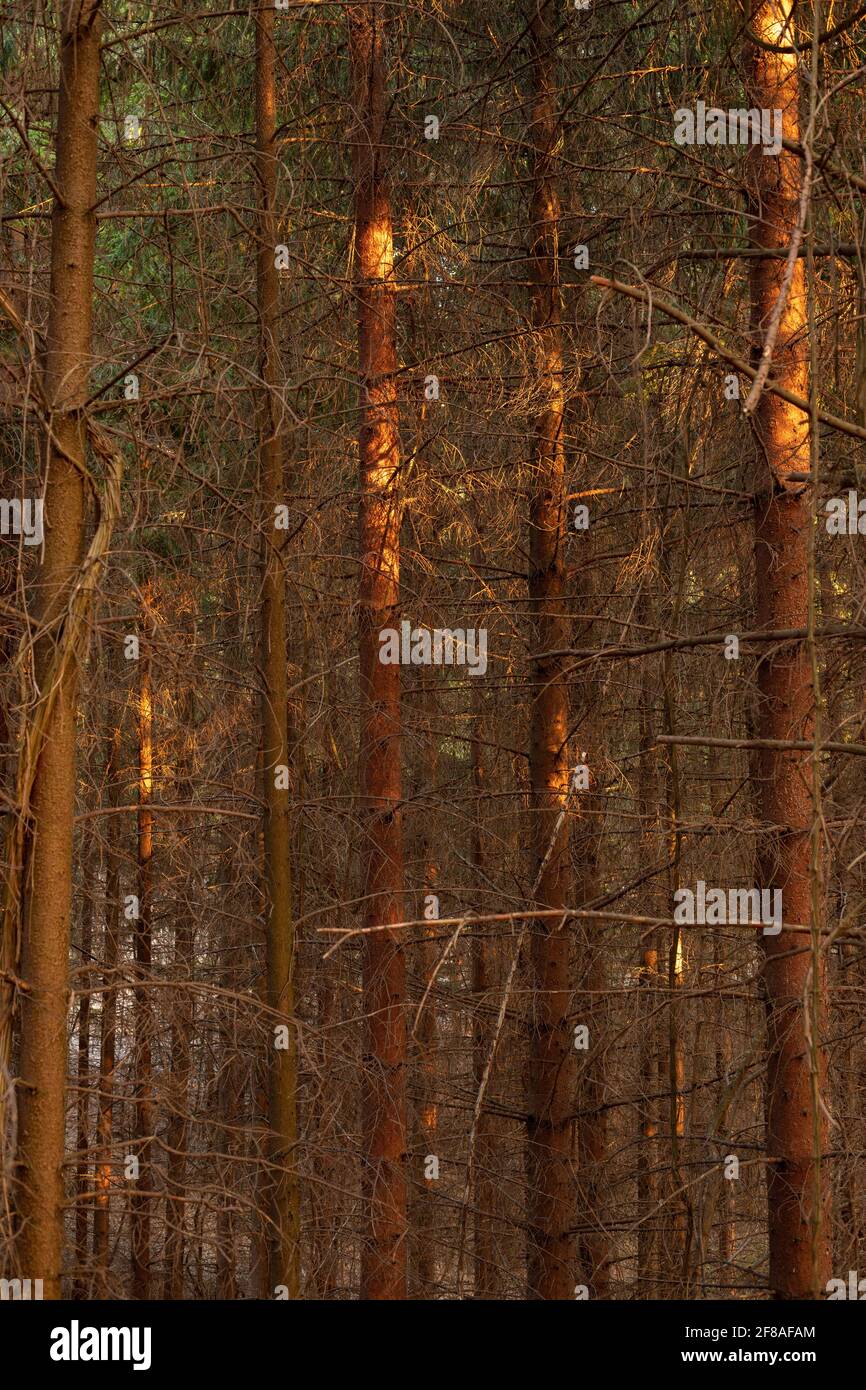 Vertical shot of the golden sunlight shining through the tall trees of ...
