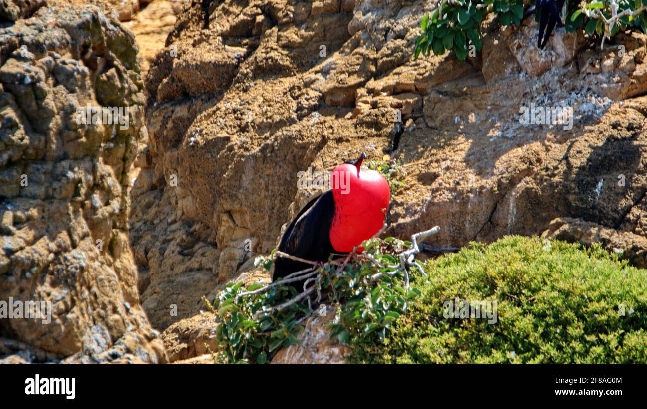 Male magnificent frigatebird (Fregata magnificens) with its red throat pouch inflated to attract a mate on a small, barren islet in the Galapagos Stock Photo