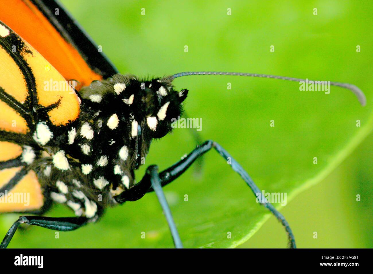 Macro image of Monarch butterfly head & body Stock Photo Alamy