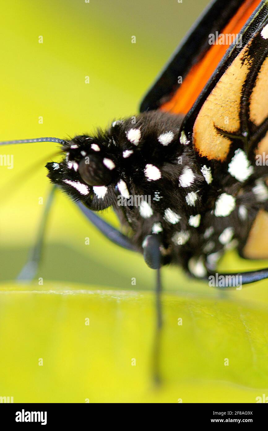 Macro image of Monarch butterfly head & body Stock Photo Alamy