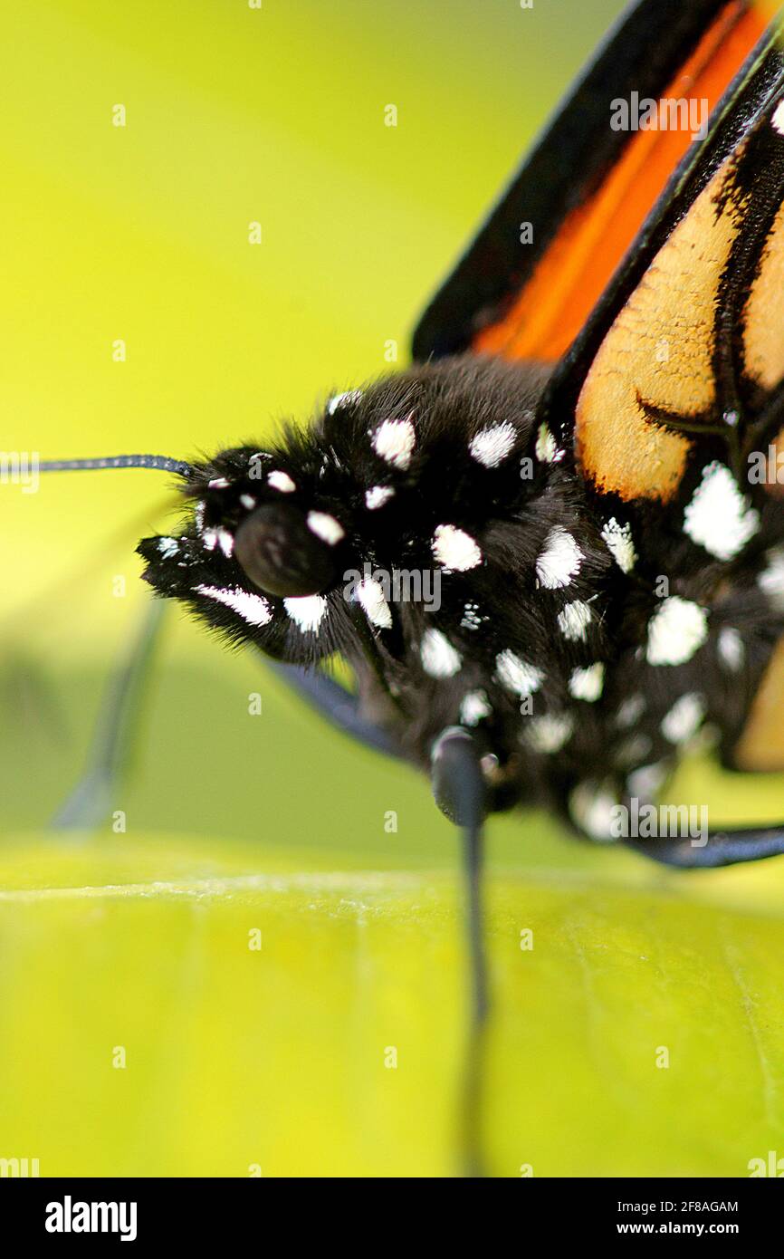 Macro image of Monarch butterfly head & body Stock Photo Alamy