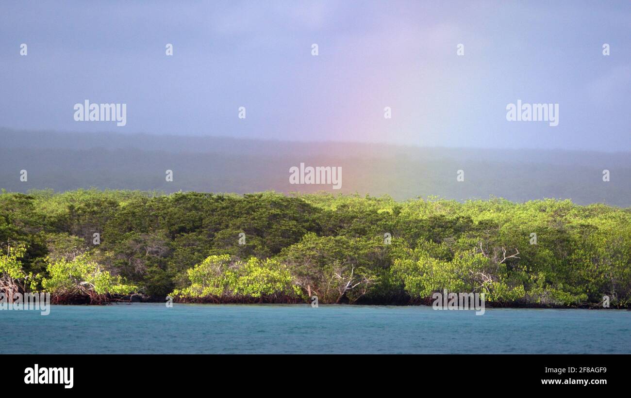 Mangrove forest along the coast near Elizabeth Bay, Isabela Island, Galapagos, Ecuador Stock Photo