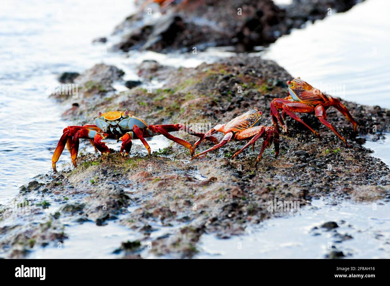 Sally Lightfoot galapagos island crabs Stock Photo
