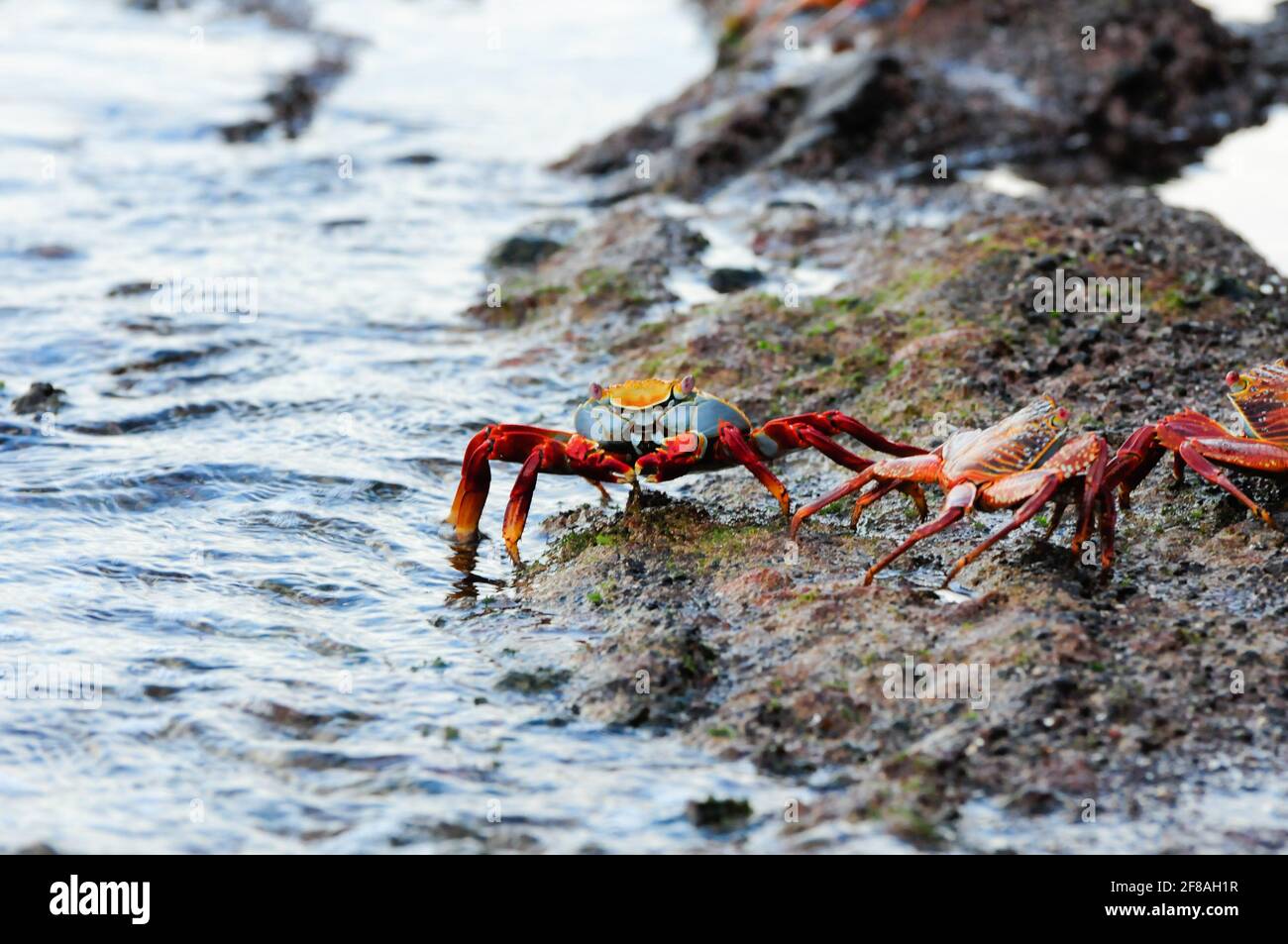 Sally Lightfoot galapagos island crabs Stock Photo