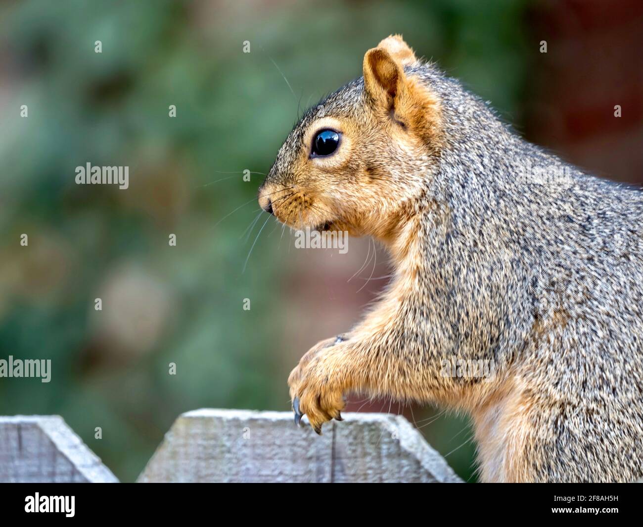 A squirrel, rodent, mammal perched sitting on a fence, or gripping the fence, eating seeds and nuts, in nature. Stock Photo
