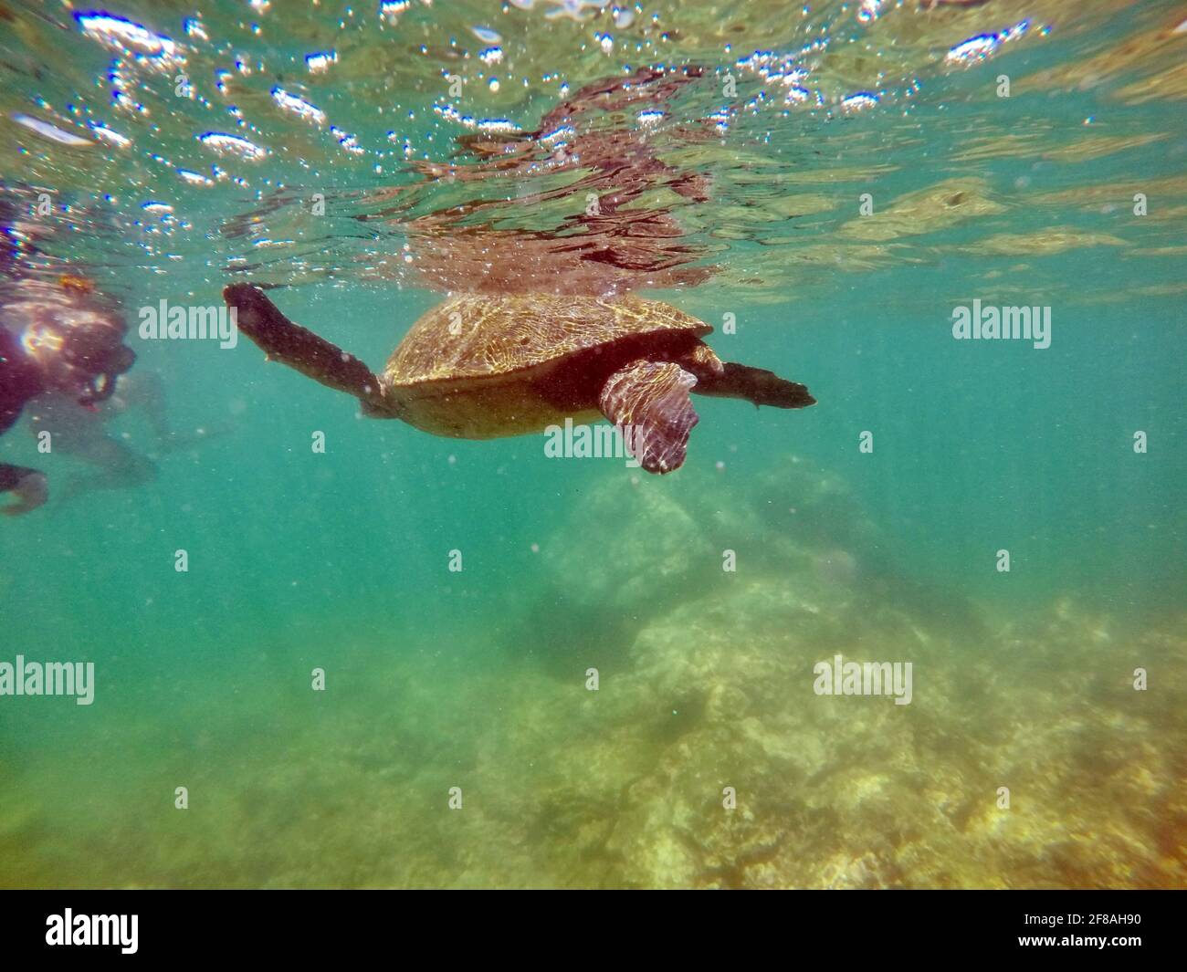 Galapagos green sea turtle swimming near the surface at Punta Morena, Isabela Island, Galapagos, Ecuador Stock Photo