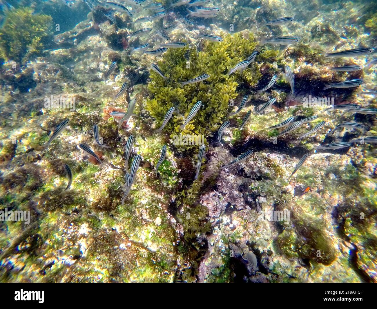 School of little grey fish swimming above seaweed at Punta Morena, Isabela Island, Galapagos, Ecuador Stock Photo
