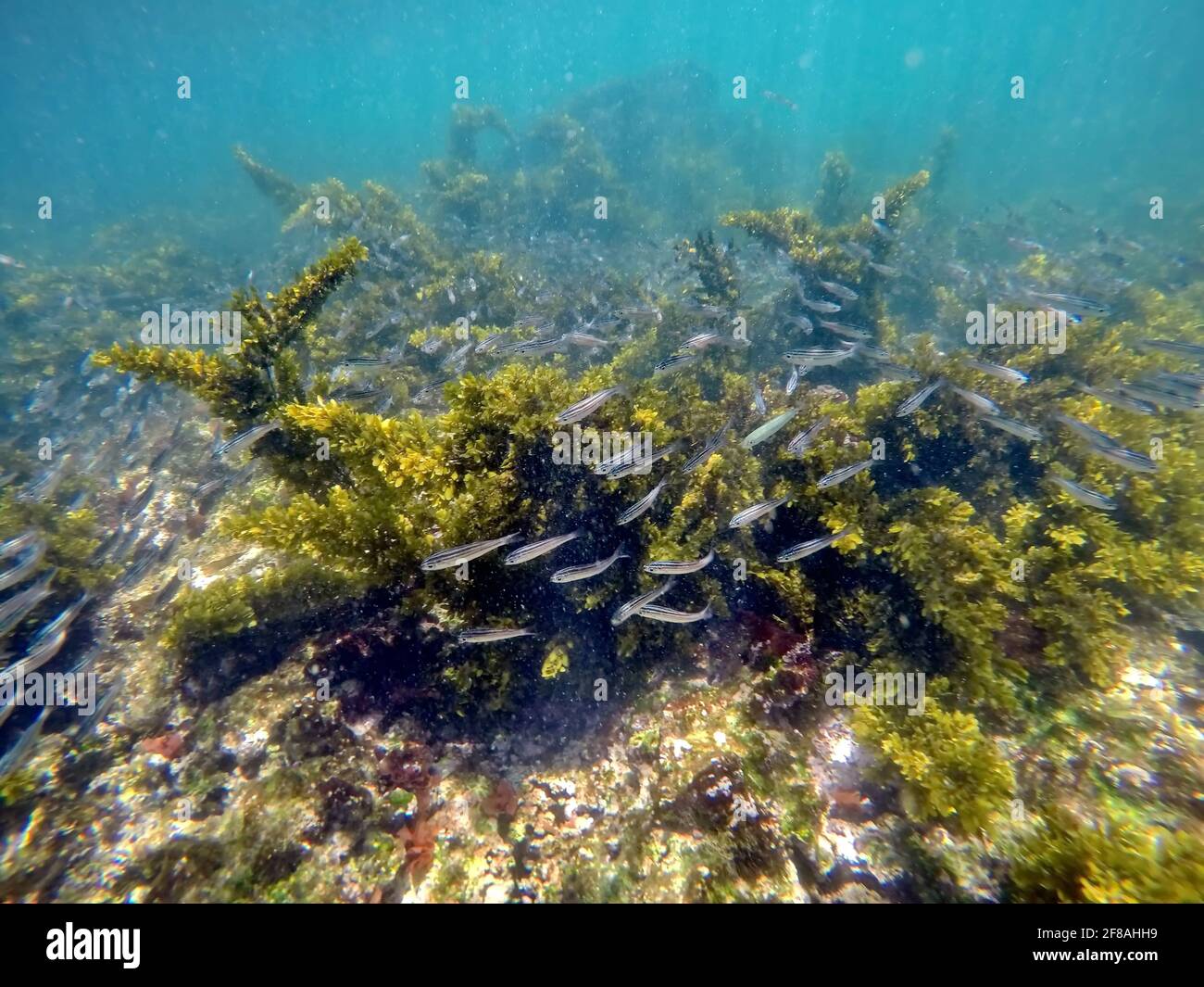 School of little grey fish swimming above seaweed at Punta Morena, Isabela Island, Galapagos, Ecuador Stock Photo