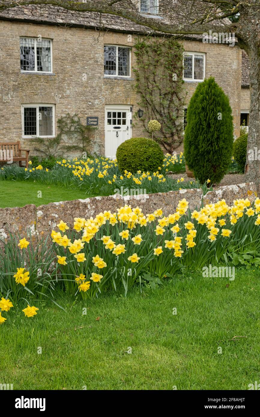 Spring daffodils infront of a cottage in the cotswold village of Bledington. Cotswolds, Oxfordshire, England Stock Photo