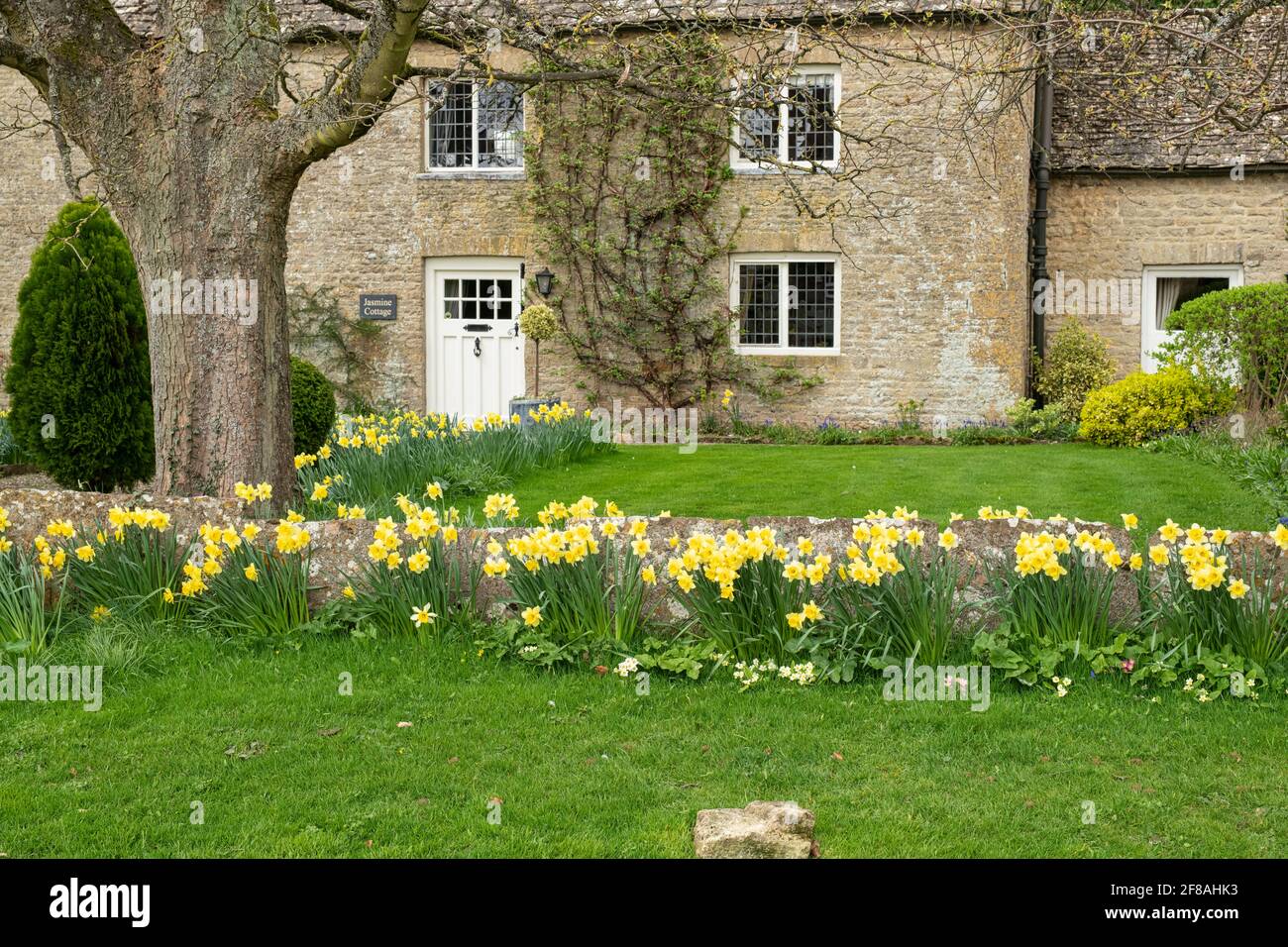 Spring daffodils infront of a cottage in the cotswold village of Bledington. Cotswolds, Oxfordshire, England Stock Photo