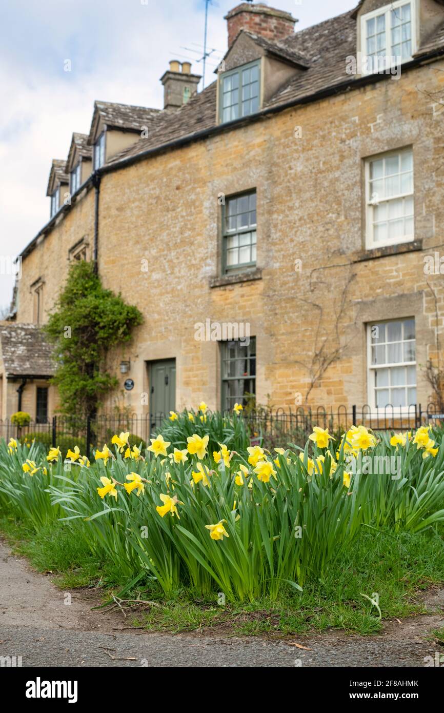 Spring daffodils in the cotswold village of Lower Slaughter. Cotswolds ...