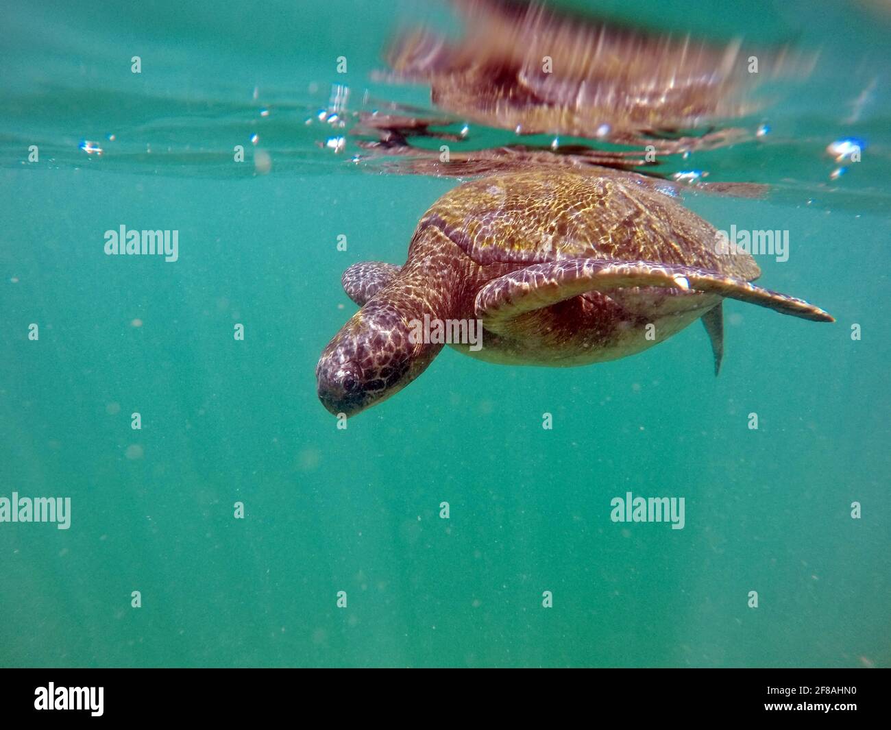 Galapagos green sea turtle swimming near the surface at Punta Morena, Isabela Island, Galapagos, Ecuador Stock Photo