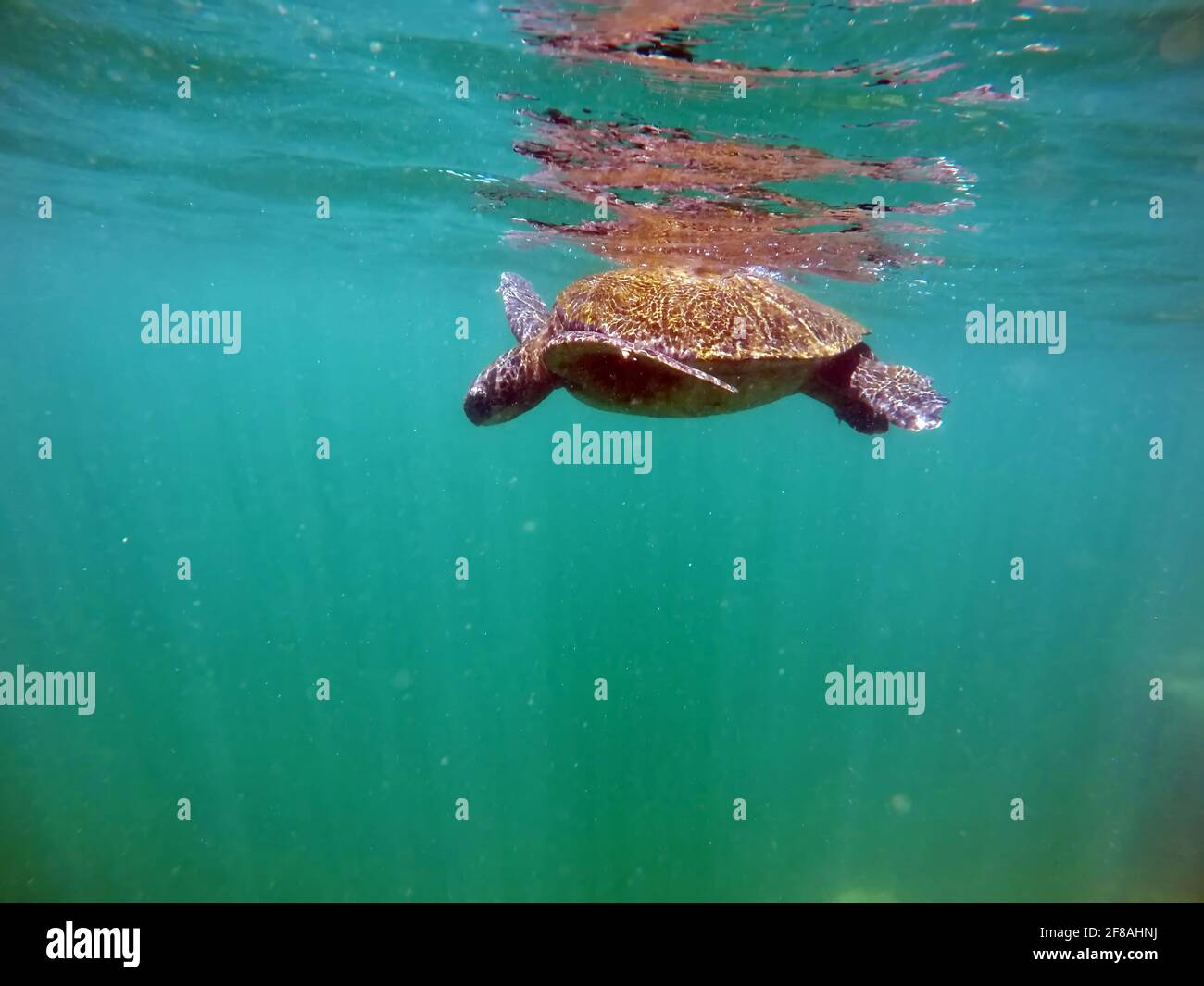 Galapagos green sea turtle swimming near the surface at Punta Morena, Isabela Island, Galapagos, Ecuador Stock Photo