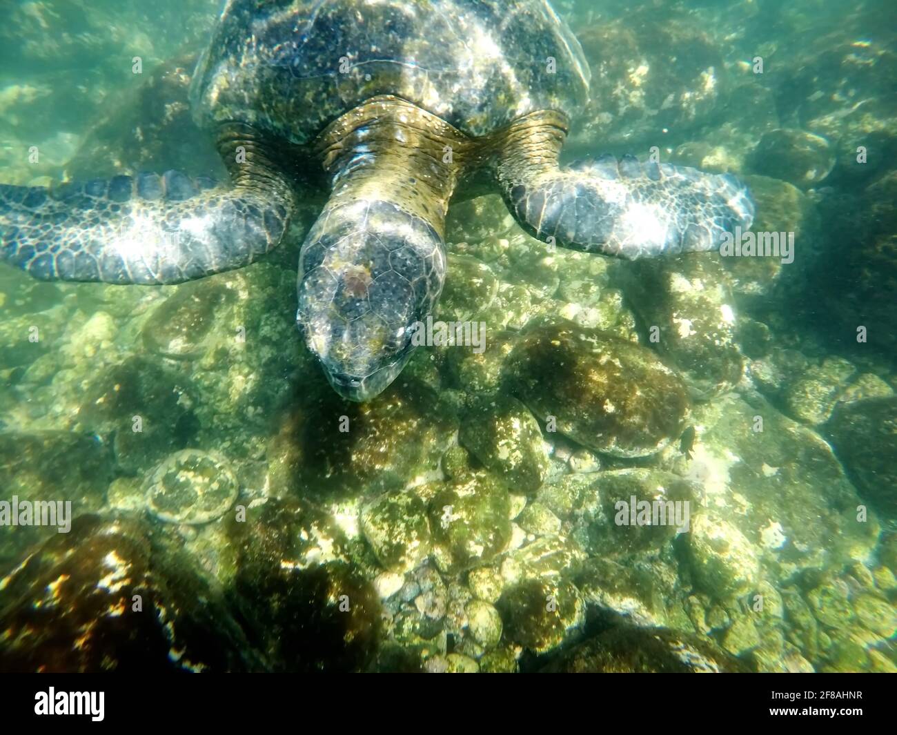 Close up of a Galapagos green sea turtle at Punta Morena, Isabela Island, Galapagos, Ecuador Stock Photo