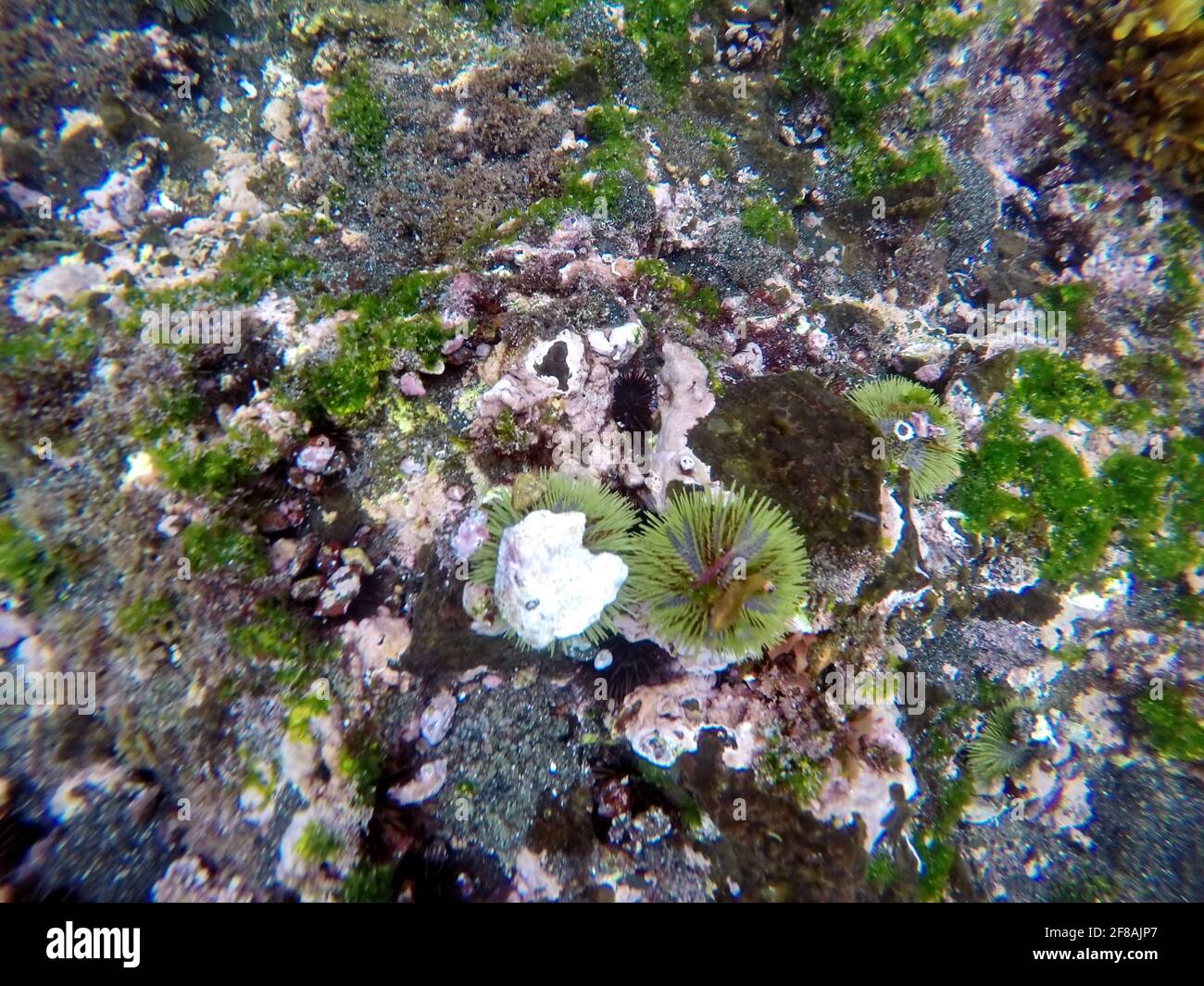 Green sear urchin at Tagus Cove, Isabela Island, Galapagos, Ecuador Stock Photo