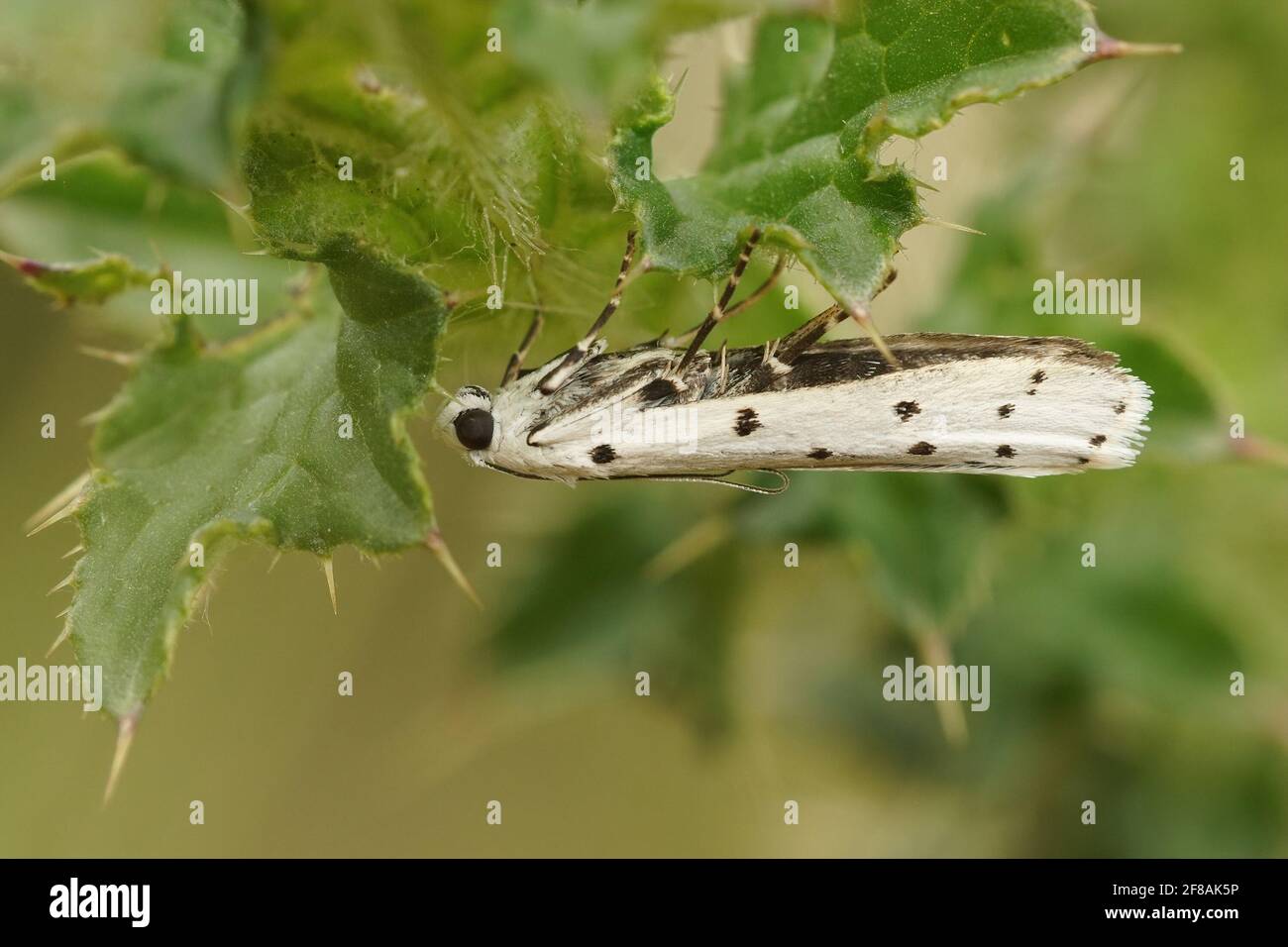 Closeup shot of a Hoary Bell moth on green leaves Stock Photo