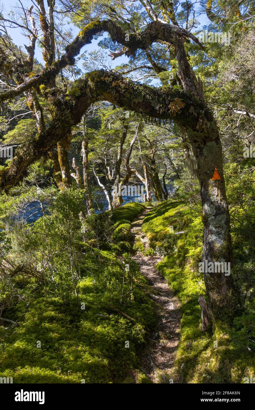 Marked trail through New Zealand forest Stock Photo