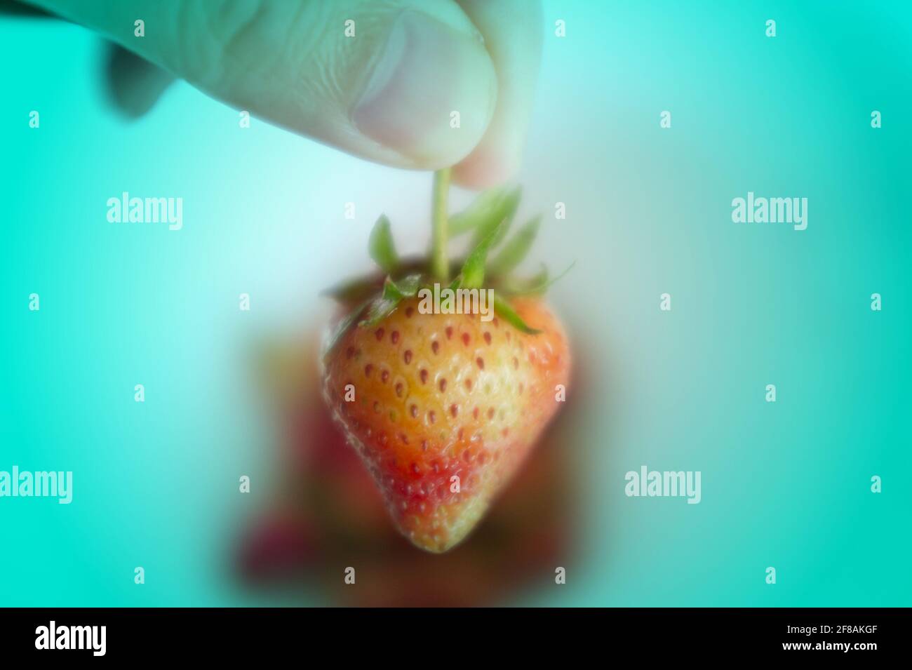 Hand holding strawberry Stock Photo - Alamy