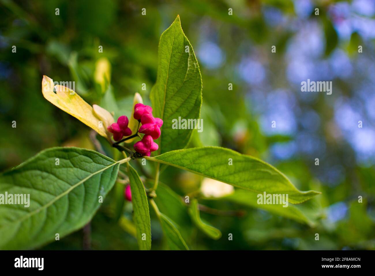 flowers of euonymus on a branch against foliage Stock Photo