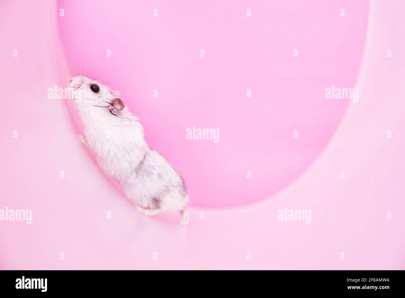 Dzungarian grey hamster in a wheel on a pink background. Mockup for text.High quality photo Stock Photo