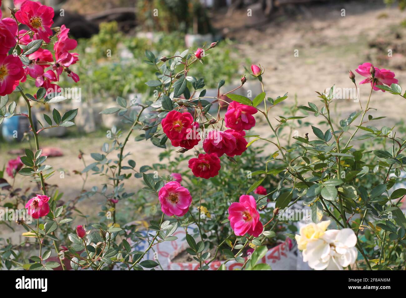 Closeup shot of rose flowers in a garden Stock Photo - Alamy