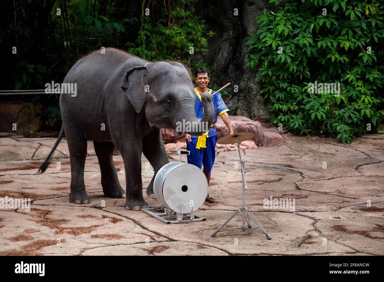 An elephant plays drums at the famous Safari World zoo in Bangkok where