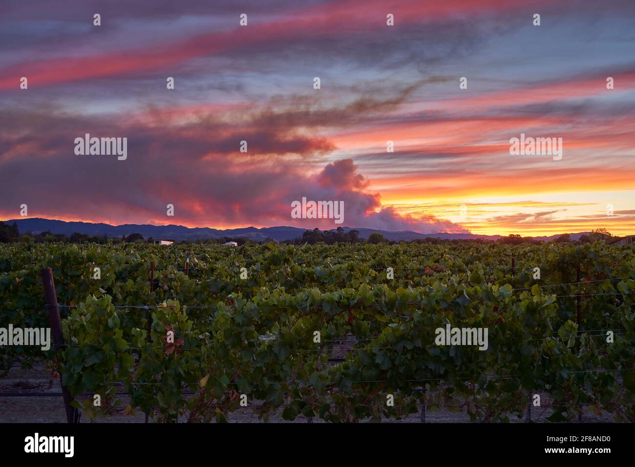 Vineyard fire climate hires stock photography and images Alamy