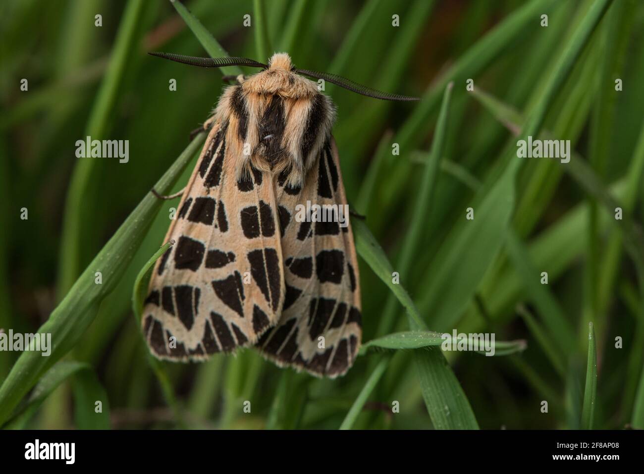 Ornate tiger moth (Grammia ornata formerly Apantesis ornata) clutches grass stems in Madera county, California. Stock Photo