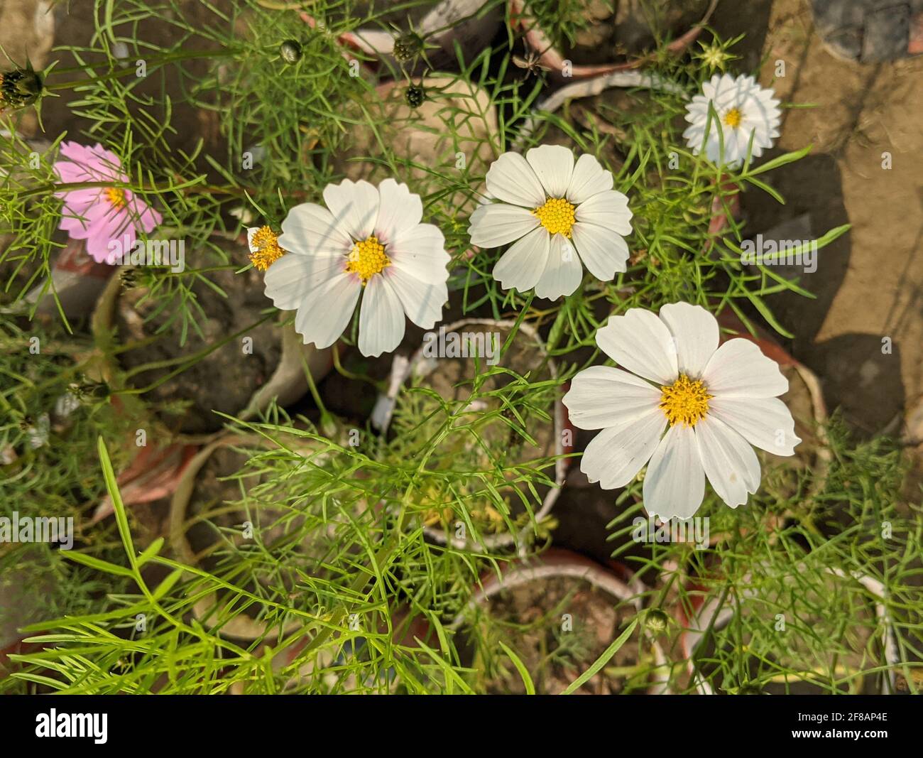 Cosmos pots hi-res stock photography and images - Alamy