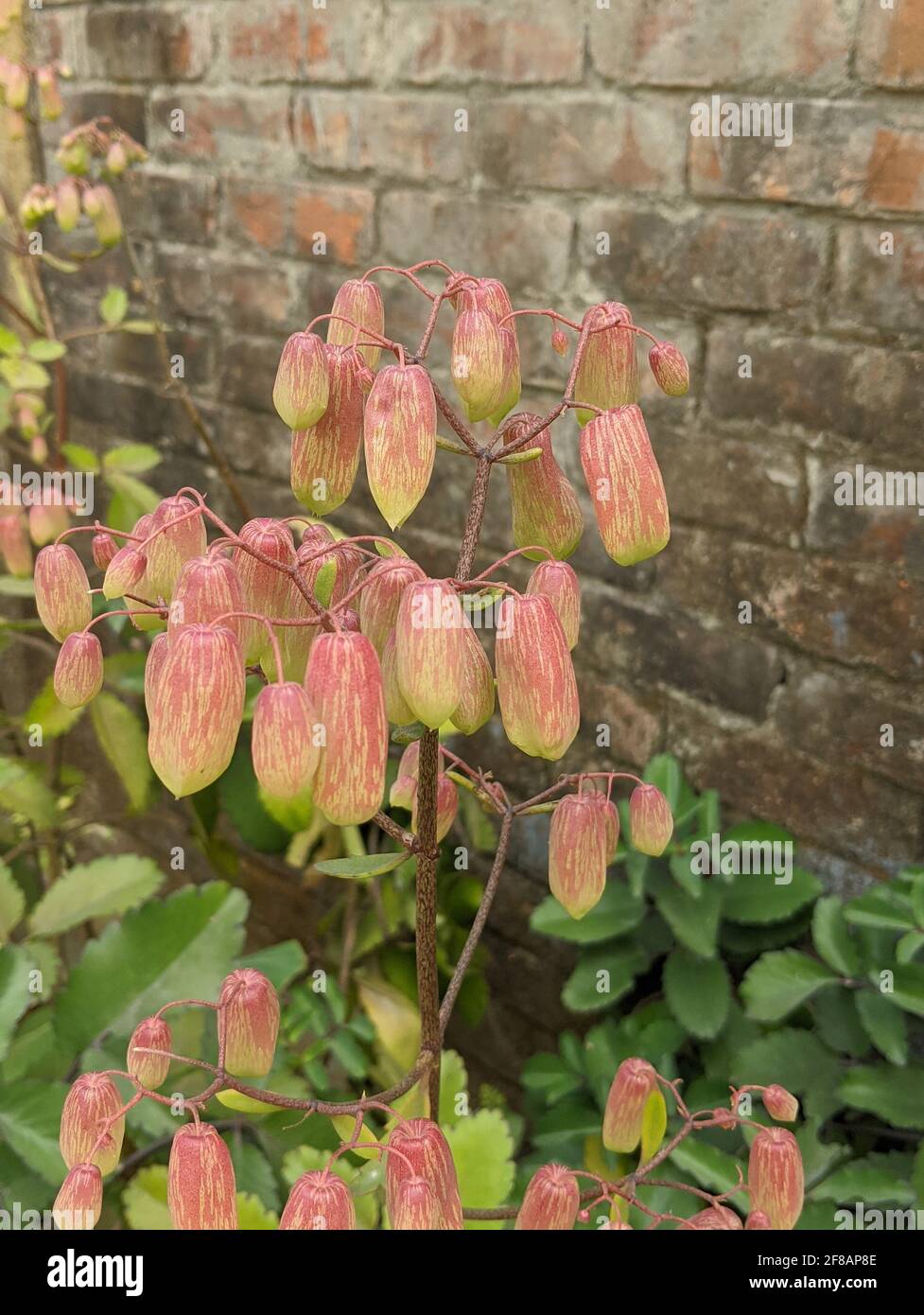 Closeup shot of kalanchoe pinnata plant Stock Photo - Alamy