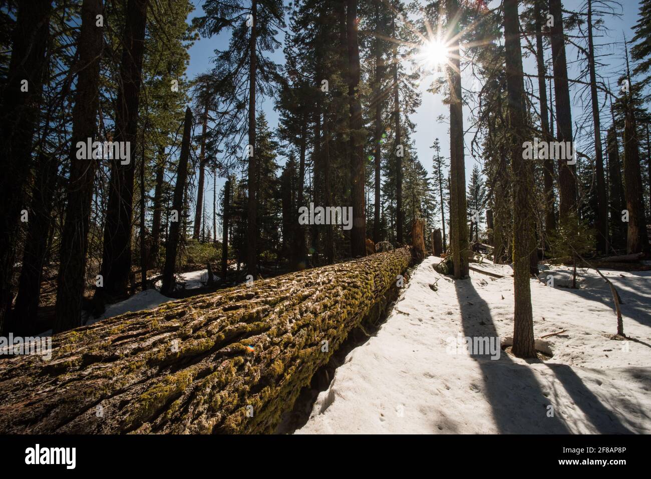 A fallen tree in the forest of Yosemite National park, California. The sun shines through the trees onto the snow covered ground. Stock Photo