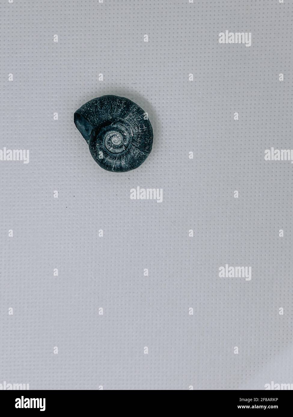 Top view of a small ammonite fossil isolated on white background Stock Photo
