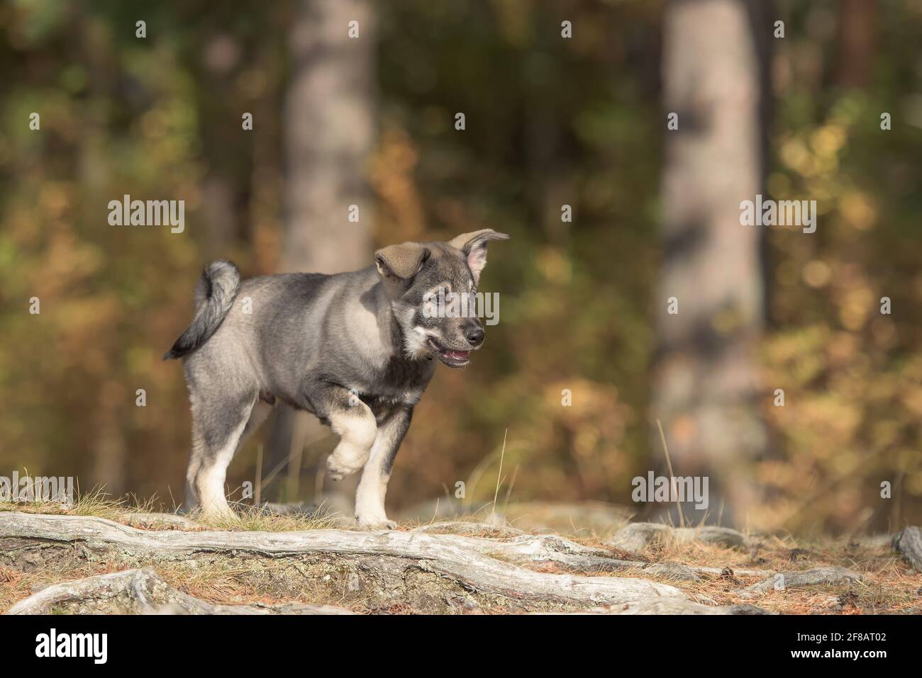 Shot of a cute Swedish Elkhound puppy looking forward with one paw hanging in the air. Stock Photo