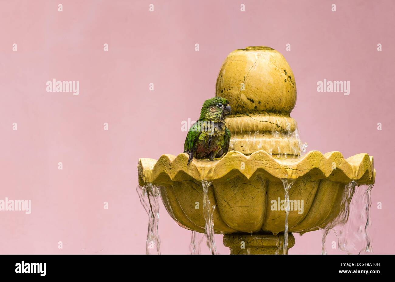 Water birds of india hi-res stock photography and images - Alamy