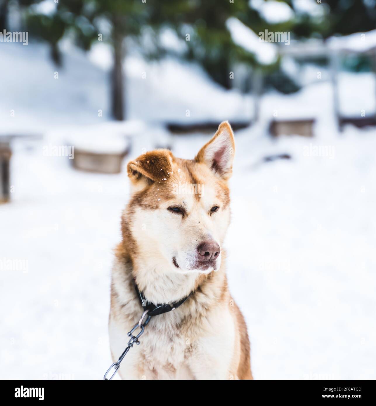 Close up of a yellow and orange Alaskan husky sled dog resting in the kennel. Stock Photo