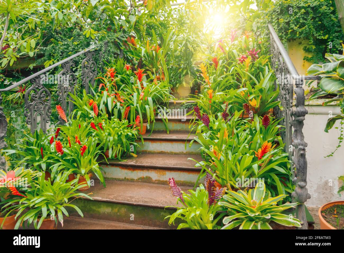 Plants of tropical raw bromeliad forest on display on an ancient staircase in a greenhouse garden Stock Photo