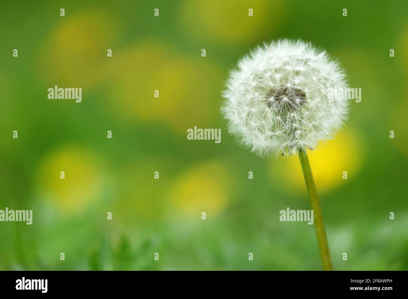 Seeds of bloomed dandelion in nature Stock Photo