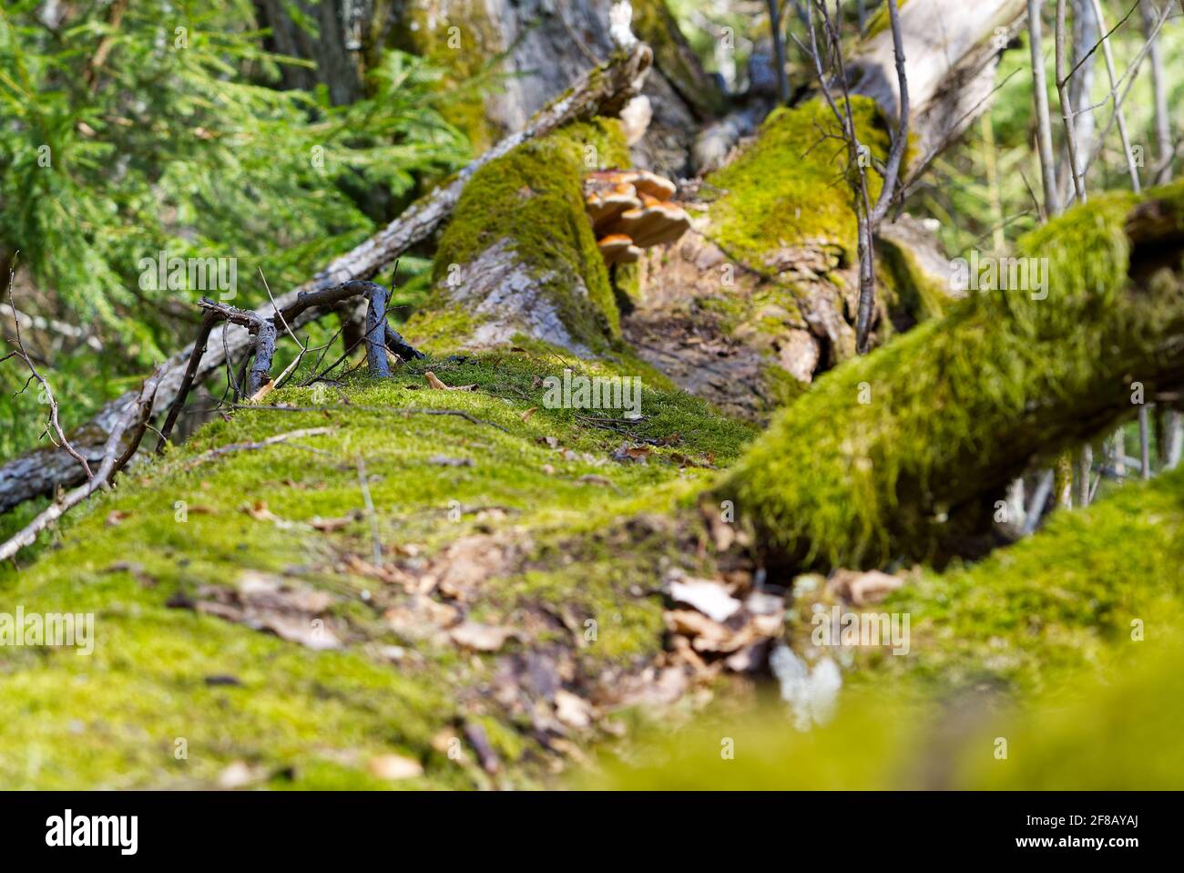 Fallen old trees covered with green moss in the spring forest Stock Photo