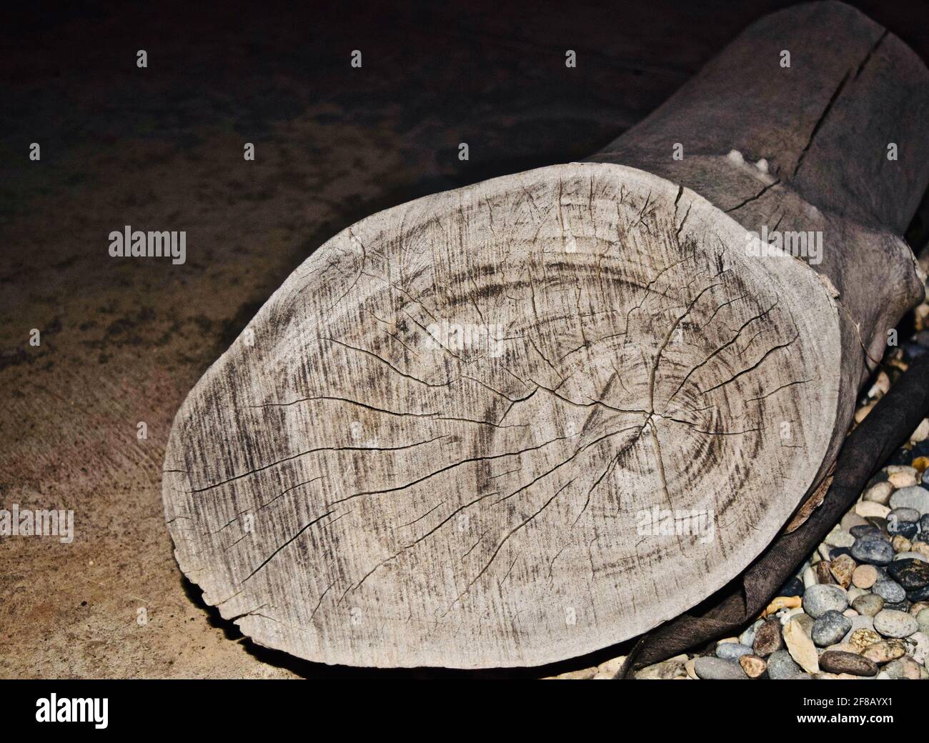 Crosssection of a tree log lying on the ground Stock Photo Alamy