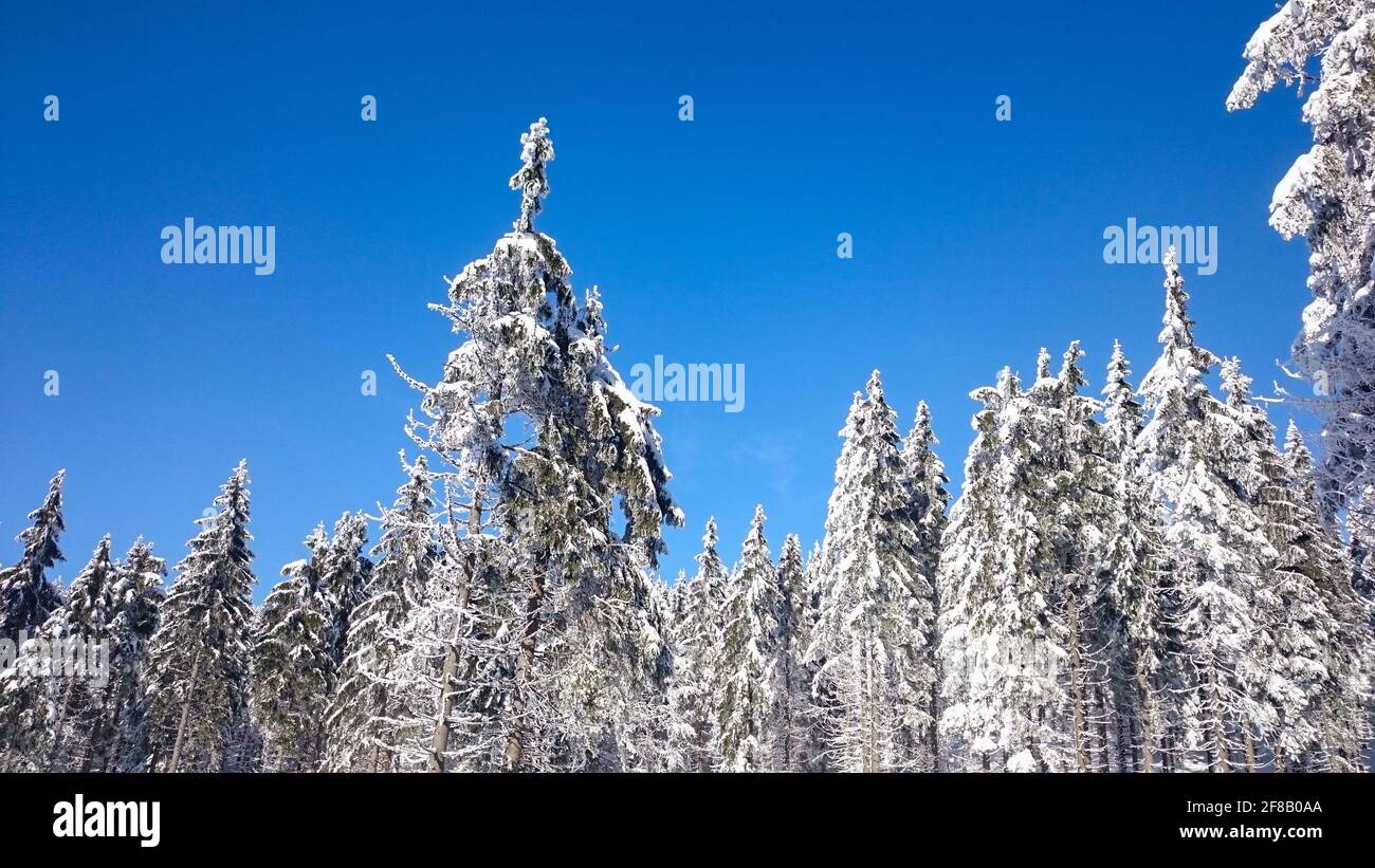 magical winter snow covered tree Stock Photo