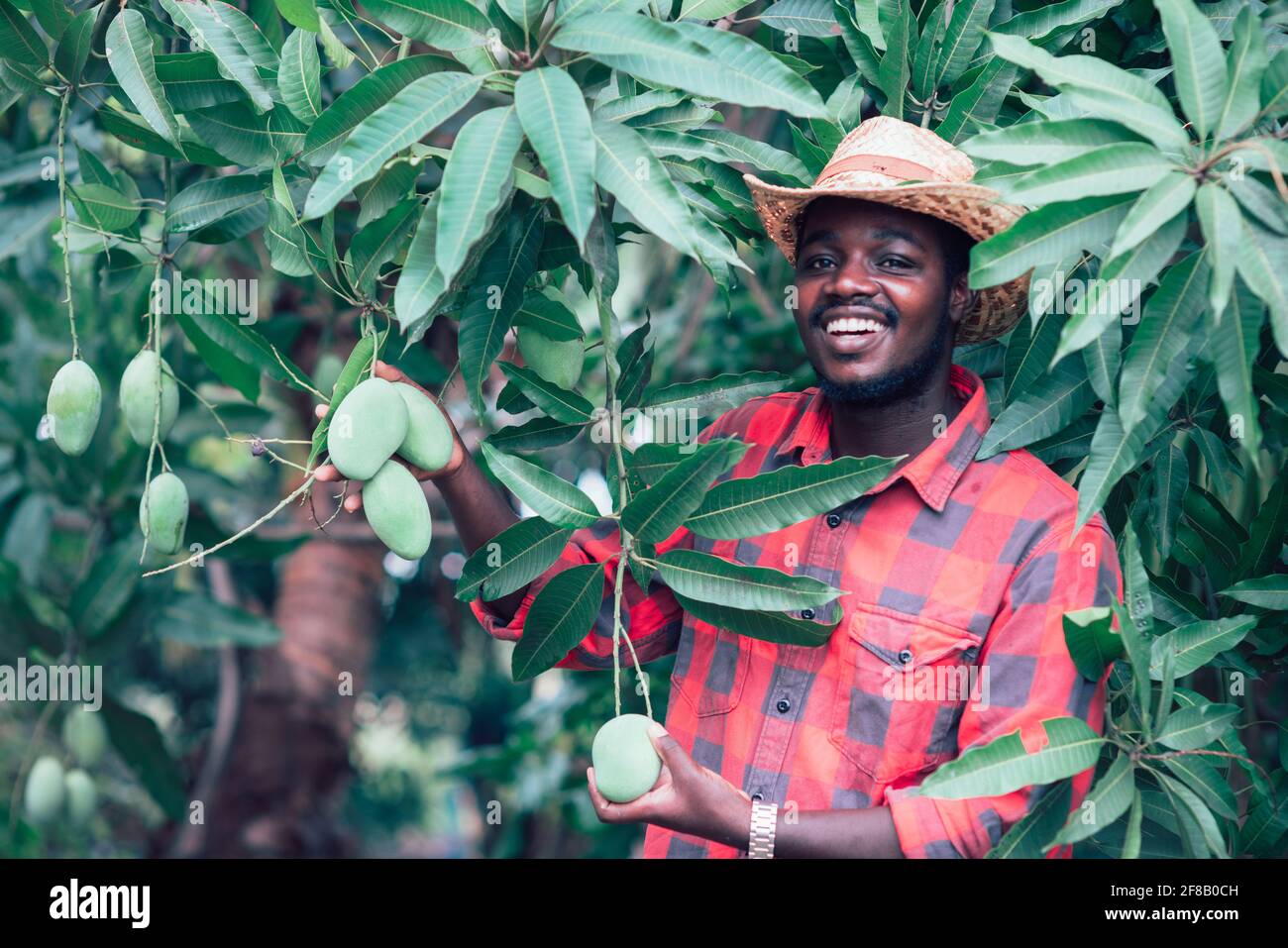 African man farmer holding mango fruit in organic farm.Agriculture or ...