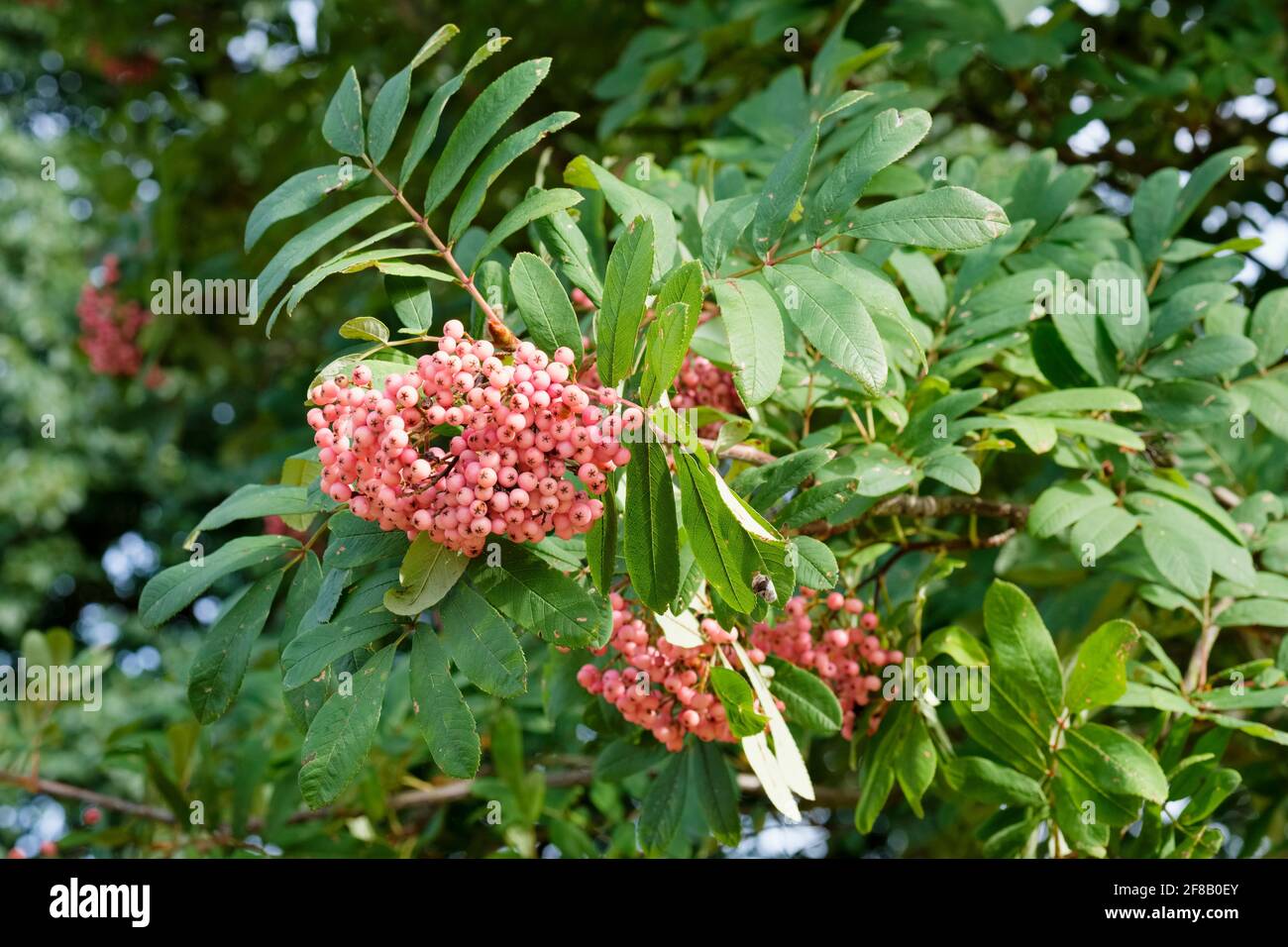 Sorbus 'Bellona'. Rowan. Mountain Ash Tree. Pink berries in late summer Stock Photo