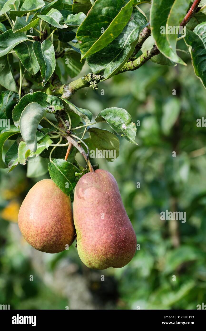 Forelle pears. Pyrus communis 'Forelle'. Ripe dessert pears growing on the tree Stock Photo